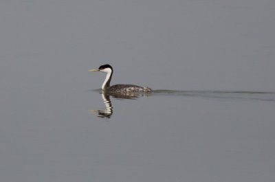 Western Grebe