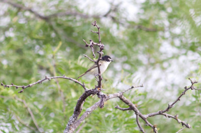 Black-capped Vireo