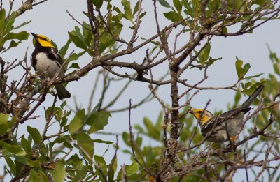 Golden-cheeked Warblers