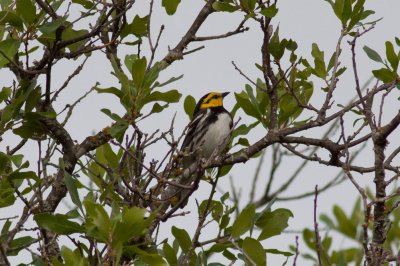 Golden-cheeked Warbler