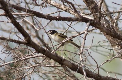 Black-capped Vireo