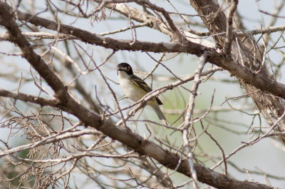 Black-capped Vireo