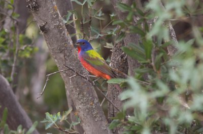 Painted Bunting