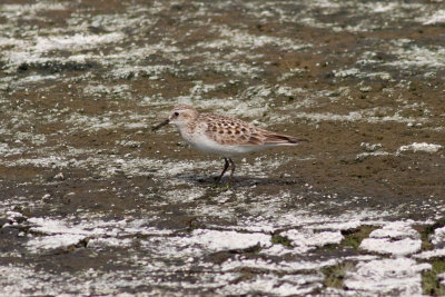 Baird's Sandpiper