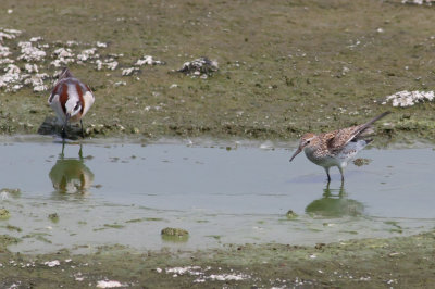 White-rumped Sandpiper & Wilson's Phalarope