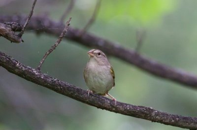 Olive Sparrow