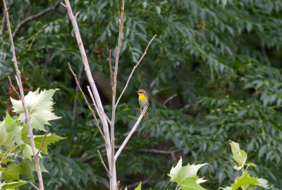 Rufous-capped Warbler