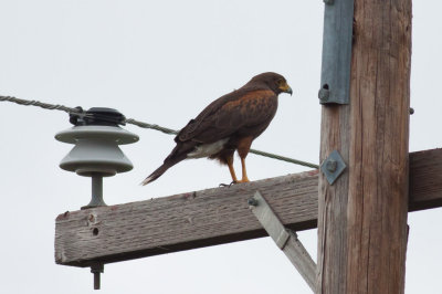 Harris's Hawk