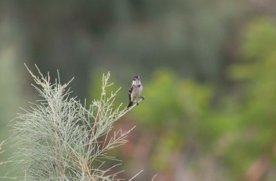 White-collared Seedeater