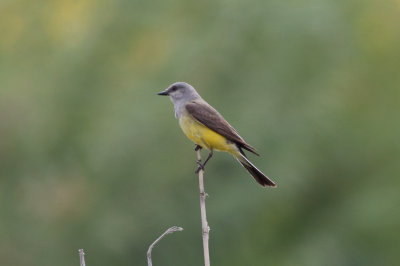 Western Kingbird