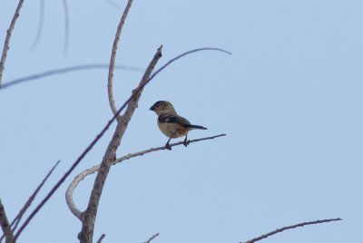 White-collared Seedeater