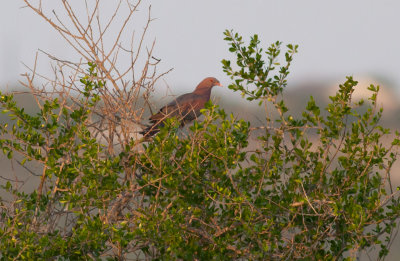 Red-billed Pigeon