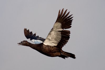 Muscovy