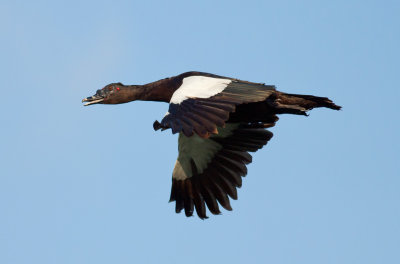 Muscovy