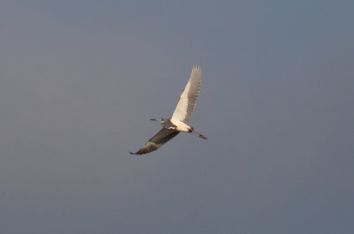 Tricolored Heron