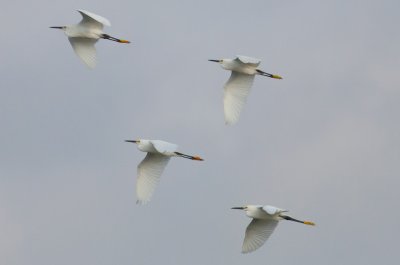 Snowy Egrets