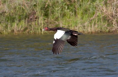 Muscovy