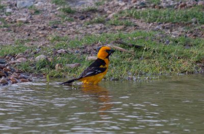 Altamira Oriole