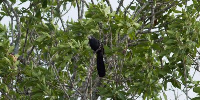 Groove-billed Ani