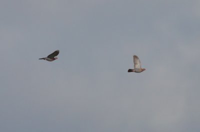 Red-billed Pigeons