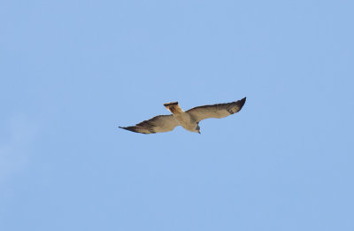 White-tailed Hawk