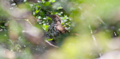 Long-billed Thrasher