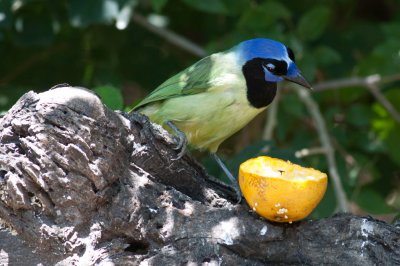 Green Jay