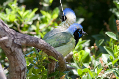 Green Jay