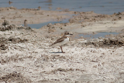 Wilson's Plover