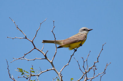 Couch's Kingbird