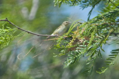 Tennessee Warbler