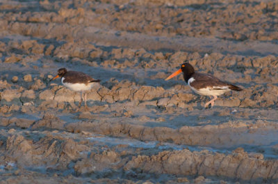 American Oystercatcher