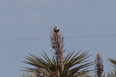 Aplomado Falcon