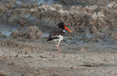 American Oystercatcher