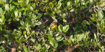 Mangrove (Yellow) Warbler
