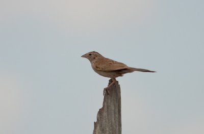 Cassin's Sparrow