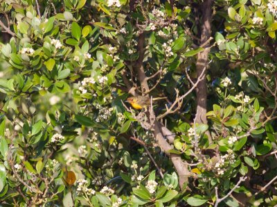 Mangrove (Yellow) Warbler