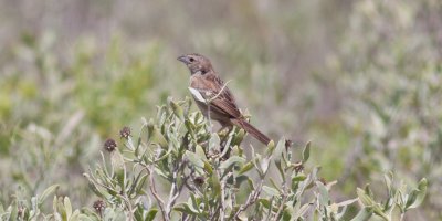 Botteri's Sparrow