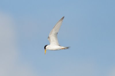 Least Tern