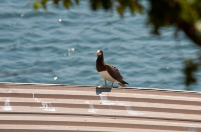 Brown Booby