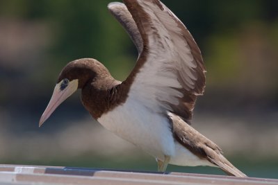 Brown Booby