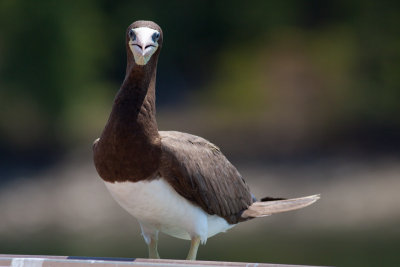 Brown Booby