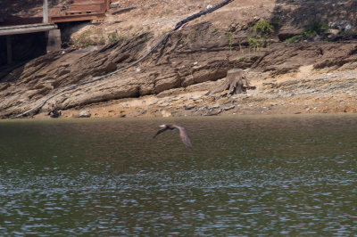 Brown Booby