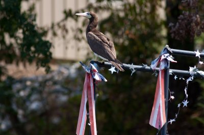 Brown Booby