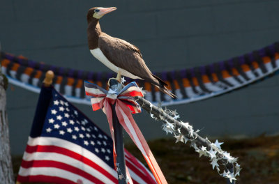 Brown Booby