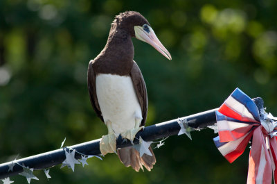 Brown Booby