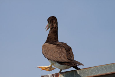 Brown Booby