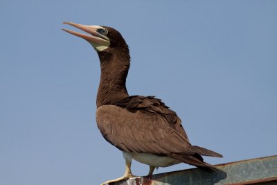 Brown Booby