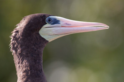 Brown Booby