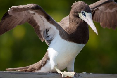 Brown Booby